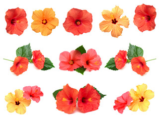 Collection of colored hibiscus flowers with leaves isolated on white background.