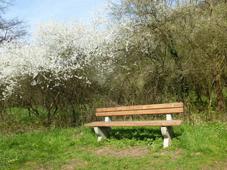 Ruhebank am Schlehdorn