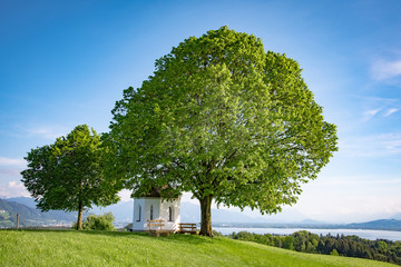 Kleine Kapelle unter Linden mit Blick auf den Bodensee