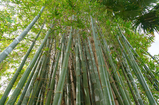 Looking up at green long bamboo shoots