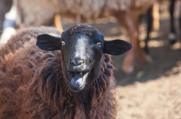 A black sheep shows the tongue in a paddock for the animals on the farm.