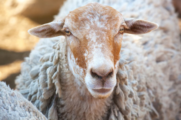 sheep in the corral for cattle and sleeping after a walk in a pasture. Breeding animals on the farm.