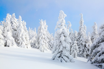 On the lawn covered with snow.