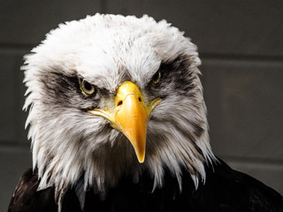American Bald Eagle