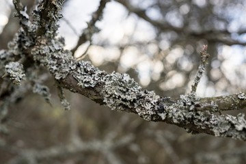 Dry branch covered by mushroom. Slovakia