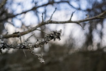 Dry branch covered by mushroom. Slovakia