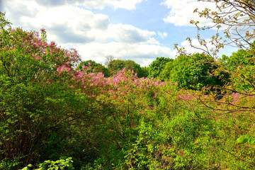 Blossoming lilac grove in Dikanka. Spring flowers.