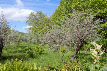 Olive trees