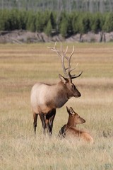 Pair of Elk