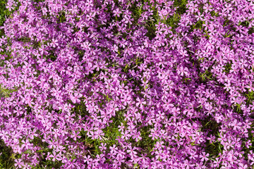 Phlox