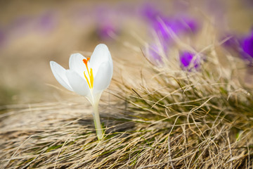 Incredibly beautiful albino white crocus.