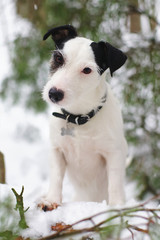 Light broken Jack Russell Terrier dog posing outdoors in winter forest