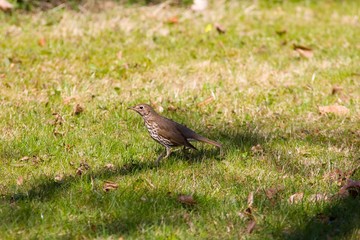 Songbird thrush