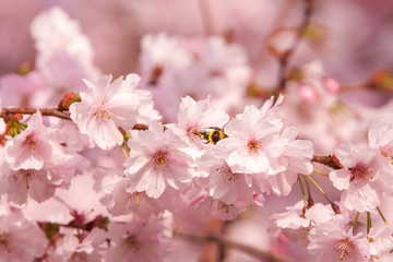 Hummel bestäubt eine Kirsch Blüte. Kirschblüte im Morgenlicht - Frühling - 