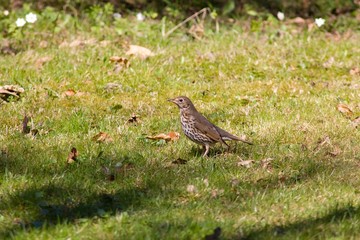 Songbird thrush
