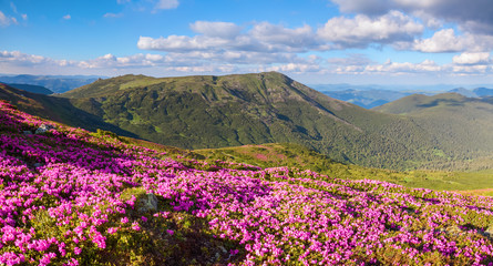Fototapeta premium Many nice pink rhododendrons on the mountains.