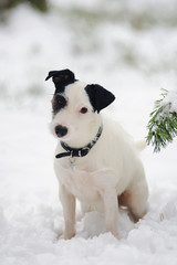 Light broken Jack Russell Terrier dog sitting outdoors on a snow in winter forest