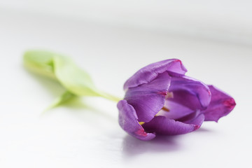 Purple colored tulip which is lying on its side on a window sill. It is naturally lit and focus is on the foreground of the image and blurs towards the back.