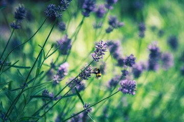 Bumblebee on lavender