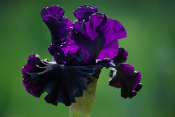 Iris violet au lever du soleil au jardin au printemps