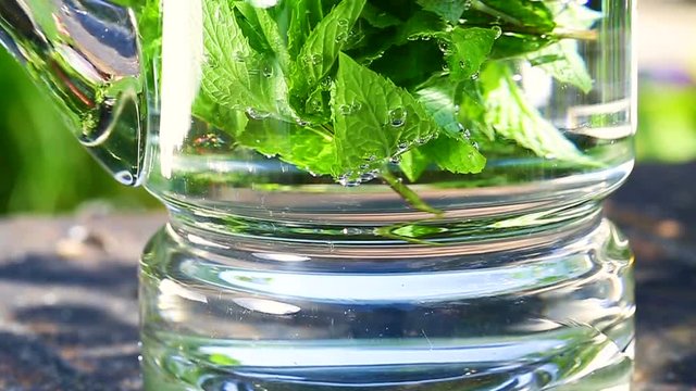 menthe fra&icirc;che en gros plan 