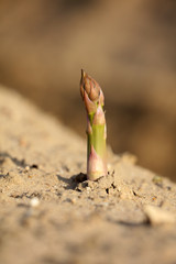 Spargel auf dem Feld