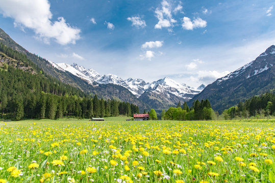 Bl&uuml;hende L&ouml;wenzahnwiese zwischen Gipfeln der Alpen