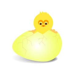 vector illustrarion of newborn chicken