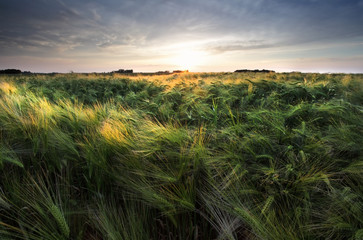 sunshine over wheat field