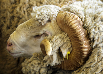 Portrait of white ram (Soviet Merino breed)