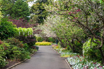 Spring alley with blooming trees and flowers