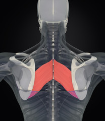 Anatomy muscle body. Rhomboid Major.Human body xray scan. 3D illustration.