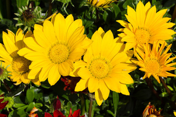 Bright Yellow Flowers