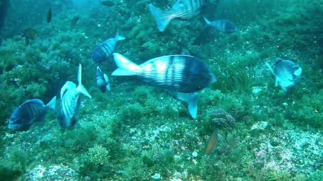Diving in Mallorca Spain - Black Seabream