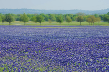 bluury picture of Bluebonnet field, wild flowers in spring time at TEXAS, filtered tones