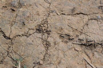 Ants marching