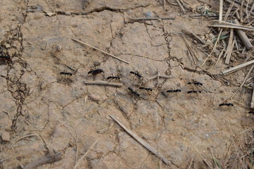 Ants marching