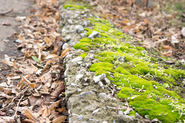 Green moss near the curb