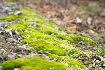 Green moss near the curb