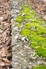 Green moss near the curb