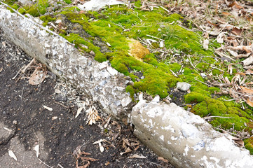 Green moss near the curb