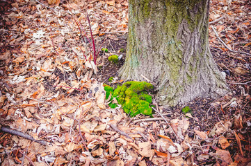 Moss on the north side of the tree