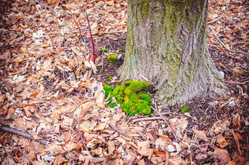Obraz premium Moss on the north side of the tree