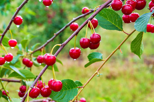 Ripe red cherries on the cherry tree in the orchard