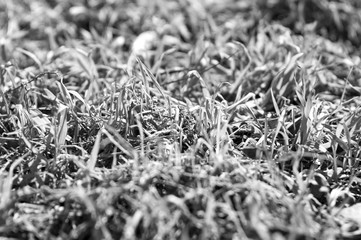Old grass. Monochrome photo.