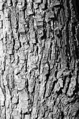 Tree bark. Monochrome photo.