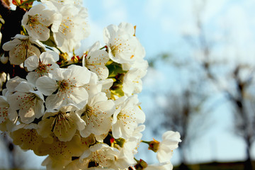 detail blossom cherry