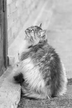 Monochrome photo of cat in the village