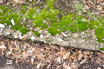 Green moss near the curb