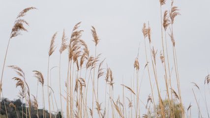 reeds on the lake close-up. Landscape of lake with reeds.